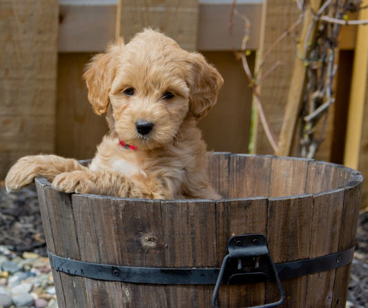 What Health Issues Should you be looking for? - K Doodle Pup Shop