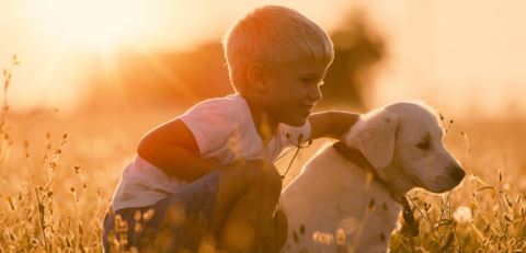 Are Your Goldendoodles, Fur Babies, & Puppies Picky Eaters? - K Doodle Pup Shop