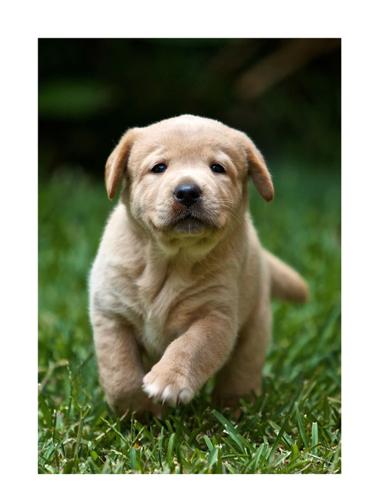 Does your Doodles bring you JOY? - K Doodle Pup Shop