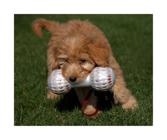 Do you have a Outside Spot for your Goldendoodle? - K Doodle Pup Shop