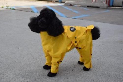 Rainy Collection is the perfect solution for keeping your puppy dry and comfortable. Our collection is designed to help protect your four-legged friend from the elements, while providing a fashionable and sophisticated look. Made with waterproof and breathable fabric, your pup will love their new outdoor look. 10% OFF @ CHECKOUT