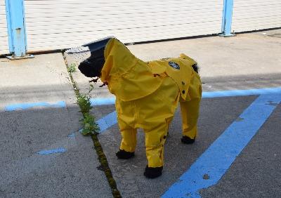 Rainy Collection is the perfect solution for keeping your puppy dry and comfortable. Our collection is designed to help protect your four-legged friend from the elements, while providing a fashionable and sophisticated look. Made with waterproof and breathable fabric, your pup will love their new outdoor look. 10% OFF @ CHECKOUT