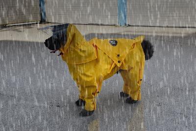 Rainy Collection is the perfect solution for keeping your puppy dry and comfortable. Our collection is designed to help protect your four-legged friend from the elements, while providing a fashionable and sophisticated look. Made with waterproof and breathable fabric, your pup will love their new outdoor look. 10% OFF @ CHECKOUT