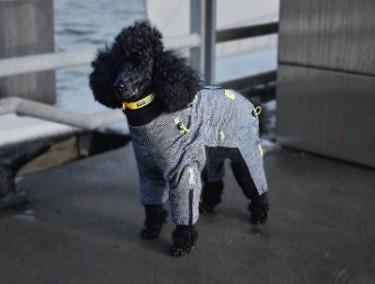 Protect your pup in style with COZY Collections. Our protective dynamic suits feature 10% off at checkout and come in a variety of designs, providing the perfect combination of comfort and protection for your furry best friend.